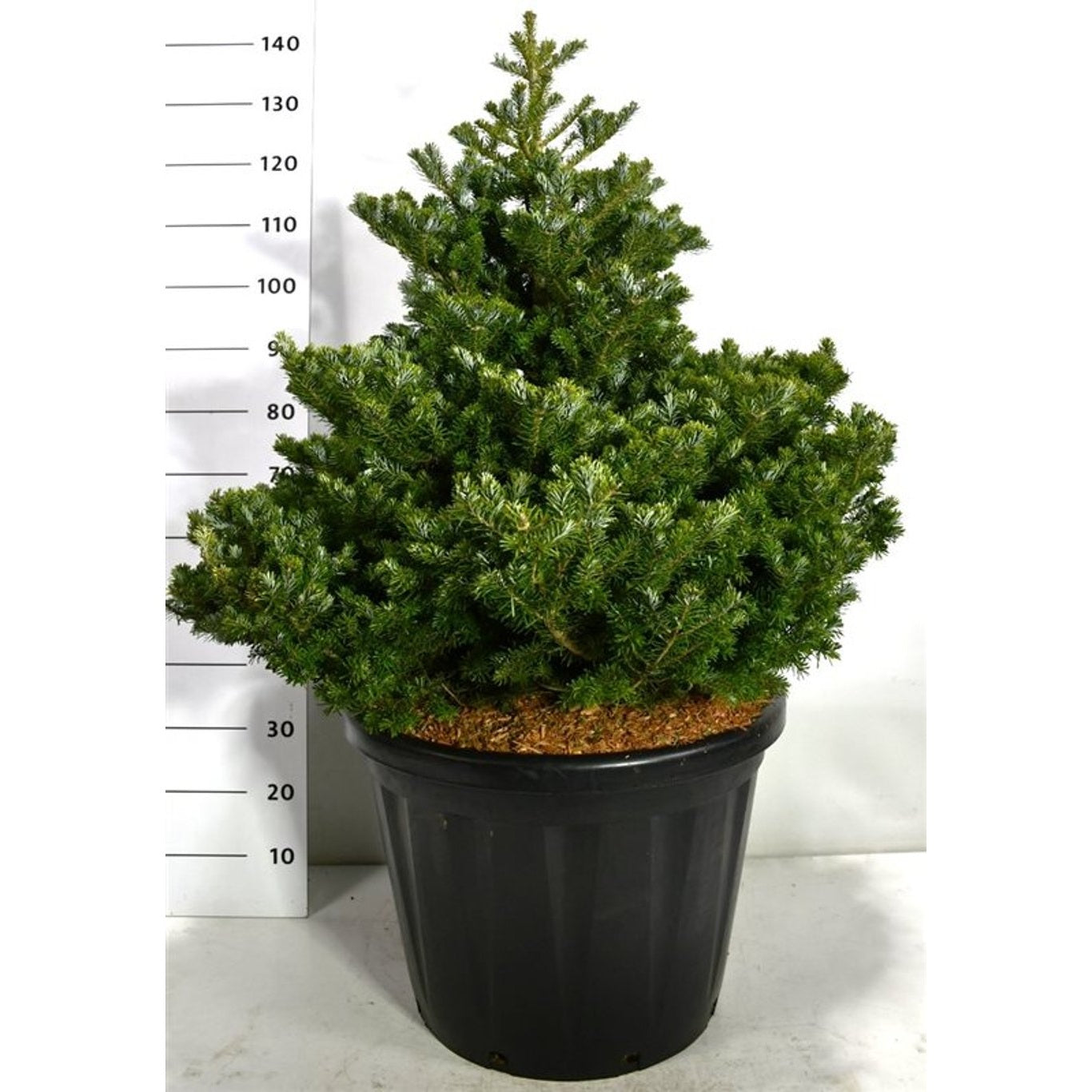 Koreagran – Abies k. 'Molli' - C80 60-80 CM